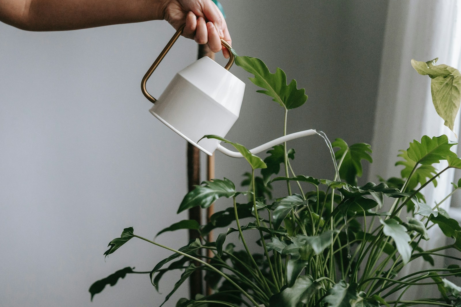 白いじょうろで、葉の大きな観葉植物に水を注いでいる手元